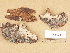  (Peniophora septentrionalis cf - H7005736)  @11 [ ] Copyright (2012) Diana Weckman Botanical Museum, Finnish Museum of Natural History, University of Helsinki