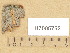  (Peniophora rufa - H7005753)  @11 [ ] Copyright (2013) Diana Weckman Botanical Museum, Finnish Museum of Natural History, University of Helsinki