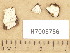  (Cystostereum - H7005756)  @11 [ ] Copyright (2013) Diana Weckman Botanical Museum, Finnish Museum of Natural History, University of Helsinki