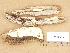  ( - H7019200)  @11 [ ] Copyright (2012) Diana Weckman Botanical Museum, Finnish Museum of Natural History, University of Helsinki