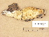  (Antrodia sp - H7019264)  @11 [ ] Copyright (2012) Diana Weckman Botanical Museum, Finnish Museum of Natural History, University of Helsinki