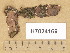  (Peniophora pseudopini - H7024169)  @11 [ ] Copyright (2014) Diana Weckman Botanical Museum, Finnish Museum of Natural History, University of Helsinki