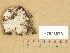  (Crustomyces expallens - H7026073)  @11 [ ] Copyright (2014) Diana Weckman Botanical Museum, Finnish Museum of Natural History, University of Helsinki