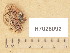 (Hapalopilus nidulans - H7026092)  @11 [ ] Copyright (2014) Diana Weckman Botanical Museum, Finnish Museum of Natural History, University of Helsinki