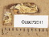  (Oligoporus rennyi - O20072011)  @11 [ ] Copyright (2013) Diana Weckman Botanical Museum, Finnish Museum of Natural History, University of Helsinki