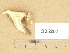  (Polyporus corylinus - O25207)  @11 [ ] Copyright (2014) Diana Weckman Botanical Museum, Finnish Museum of Natural History, University of Helsinki