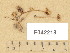  (Flammulaster carpophilus - F042218)  @11 [ ] Copyright (2014) Diana Weckman Botanical Museum, Finnish Museum of Natural History, University of Helsinki