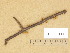  (Marasmiellus ramealis - H6003117)  @11 [ ] Copyright (2014) Diana Weckman Botanical Museum, Finnish Museum of Natural History, University of Helsinki
