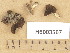  (Helvella pedunculata - H6003567)  @11 [ ] Copyright (2013) Diana Weckman Botanical Museum, Finnish Museum of Natural History, University of Helsinki