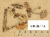  (Marasmiellus foetidus - H6008476)  @11 [ ] Copyright (2014) Diana Weckman Botanical Museum, Finnish Museum of Natural History, University of Helsinki