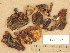  ( - H6008639)  @11 [ ] Copyright (2013) Diana Weckman Botanical Museum, Finnish Museum of Natural History, University of Helsinki