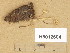  (Marasmiellus vaillantii - H6012604)  @11 [ ] Copyright (2014) Diana Weckman Botanical Museum, Finnish Museum of Natural History, University of Helsinki
