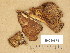  ( - H6030674)  @11 [ ] Copyright (2014) Diana Weckman Botanical Museum, Finnish Museum of Natural History, University of Helsinki