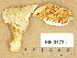  ( - H6034734)  @11 [ ] Copyright (2014) Diana Weckman Botanical Museum, Finnish Museum of Natural History, University of Helsinki
