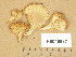  ( - H6045637)  @11 [ ] Copyright (2014) Diana Weckman Botanical Museum, Finnish Museum of Natural History, University of Helsinki
