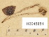  ( - H6045651)  @11 [ ] Copyright (2014) Diana Weckman Botanical Museum, Finnish Museum of Natural History, University of Helsinki