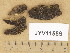  (Encoelia facicularis - JYV11589)  @11 [ ] Copyright (2014) Diana Weckman Botanical Museum, Finnish Museum of Natural History, University of Helsinki