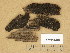  (Orbilia sp. 4 - JYV11608)  @11 [ ] Copyright (2014) Diana Weckman Botanical Museum, Finnish Museum of Natural History, University of Helsinki