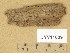  (Arachnopeziza aurata - JYV11609)  @11 [ ] Copyright (2014) Diana Weckman Botanical Museum, Finnish Museum of Natural History, University of Helsinki