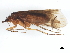  (Limnephilus fuscicornis - JSlk-2010B061)  @14 [ ] CreativeCommons - Attribution (2010) Unspecified Centre for Biodiversity Genomics
