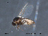 ( - FiCer118)  @12 [ ] CreativeCommons - Attribution Non-Commercial Share-Alike (2012) NTNU Museum of Natural History and Archaeology NTNU Museum of Natural History and Archaeology