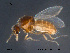  ( - FiCer122)  @13 [ ] CreativeCommons - Attribution Non-Commercial Share-Alike (2012) NTNU Museum of Natural History and Archaeology NTNU Museum of Natural History and Archaeology