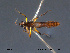  (Palpomyia sp. 5ES - FiCer133)  @12 [ ] CreativeCommons - Attribution Non-Commercial Share-Alike (2012) NTNU Museum of Natural History and Archaeology NTNU Museum of Natural History and Archaeology