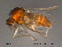  ( - FiCer155)  @13 [ ] CreativeCommons - Attribution Non-Commercial Share-Alike (2012) NTNU Museum of Natural History and Archaeology NTNU Museum of Natural History and Archaeology