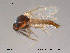  ( - FiCer156)  @13 [ ] CreativeCommons - Attribution Non-Commercial Share-Alike (2012) NTNU Museum of Natural History and Archaeology NTNU Museum of Natural History and Archaeology