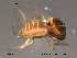  ( - FiCer162)  @12 [ ] CreativeCommons - Attribution Non-Commercial Share-Alike (2012) NTNU Museum of Natural History and Archaeology NTNU Museum of Natural History and Archaeology