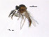  ( - FiCer19)  @13 [ ] CreativeCommons - Attribution Non-Commercial Share-Alike (2012) NTNU Museum of Natural History and Archaeology NTNU Museum of Natural History and Archaeology