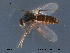  ( - FiCer190)  @13 [ ] CreativeCommons - Attribution Non-Commercial Share-Alike (2012) NTNU Museum of Natural History and Archaeology NTNU Museum of Natural History and Archaeology