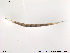  (Bezzia sp. 11ES - FiCer218)  @12 [ ] CreativeCommons - Attribution Non-Commercial Share-Alike (2012) NTNU Museum of Natural History and Archaeology NTNU Museum of Natural History and Archaeology
