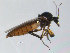  (Palpomyia pubescens - FiCer78)  @13 [ ] CreativeCommons - Attribution Non-Commercial Share-Alike (2012) NTNU Museum of Natural History and Archaeology NTNU Museum of Natural History and Archaeology