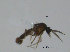  ( - FiCer80)  @12 [ ] CreativeCommons - Attribution Non-Commercial Share-Alike (2012) NTNU Museum of Natural History and Archaeology NTNU Museum of Natural History and Archaeology