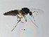  (Palpomyia remmi - FiCer85)  @13 [ ] CreativeCommons - Attribution Non-Commercial Share-Alike (2012) NTNU Museum of Natural History and Archaeology NTNU Museum of Natural History and Archaeology