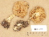  ( - H6000478)  @11 [ ] Copyright (2012) Diana Weckman Botanical Museum, Finnish Museum of Natural History, University of Helsinki