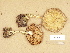  ( - H6001076)  @11 [ ] Copyright (2012) Diana Weckman Botanical Museum, Finnish Museum of Natural History, University of Helsinki