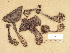  ( - H6001907)  @11 [ ] Copyright (2012) Diana Weckman Botanical Museum, Finnish Museum of Natural History, University of Helsinki