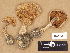 ( - H6001957)  @11 [ ] Copyright (2012) Diana Weckman Botanical Museum, Finnish Museum of Natural History, University of Helsinki