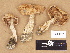  ( - H6008017)  @11 [ ] Copyright (2012) Diana Weckman Botanical Museum, Finnish Museum of Natural History, University of Helsinki