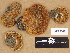  (Cortinariaceae - H6029341)  @11 [ ] Copyright (2012) Diana Weckman Botanical Museum, Finnish Museum of Natural History, University of Helsinki