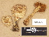  ( - H6029377)  @11 [ ] Copyright (2012) Diana Weckman Botanical Museum, Finnish Museum of Natural History, University of Helsinki