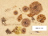  ( - H6029527)  @11 [ ] Copyright (2012) Diana Weckman Botanical Museum, Finnish Museum of Natural History, University of Helsinki