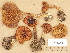  ( - H6029792)  @11 [ ] Copyright (2012) Diana Weckman Botanical Museum, Finnish Museum of Natural History, University of Helsinki