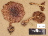  ( - H6031389)  @11 [ ] Copyright (2012) Diana Weckman Botanical Museum, Finnish Museum of Natural History, University of Helsinki