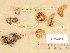  ( - H6032401)  @11 [ ] Copyright (2012) Diana Weckman Botanical Museum, Finnish Museum of Natural History, University of Helsinki