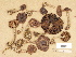  ( - H6033561)  @11 [ ] Copyright (2012) Diana Weckman Botanical Museum, Finnish Museum of Natural History, University of Helsinki