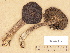  ( - H6033573)  @11 [ ] Copyright (2012) Diana Weckman Botanical Museum, Finnish Museum of Natural History, University of Helsinki