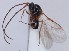  (Glauraspidia microptera - FCYN-000002)  @11 [ ] CreativeCommons - Attribution Non-Commercial (2013) Marko Mutanen University of Oulu